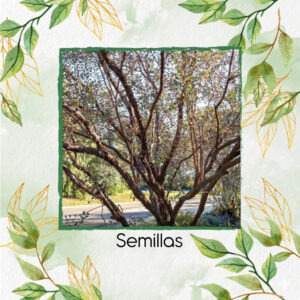 Semillas De Eucalipto Webster's Malle