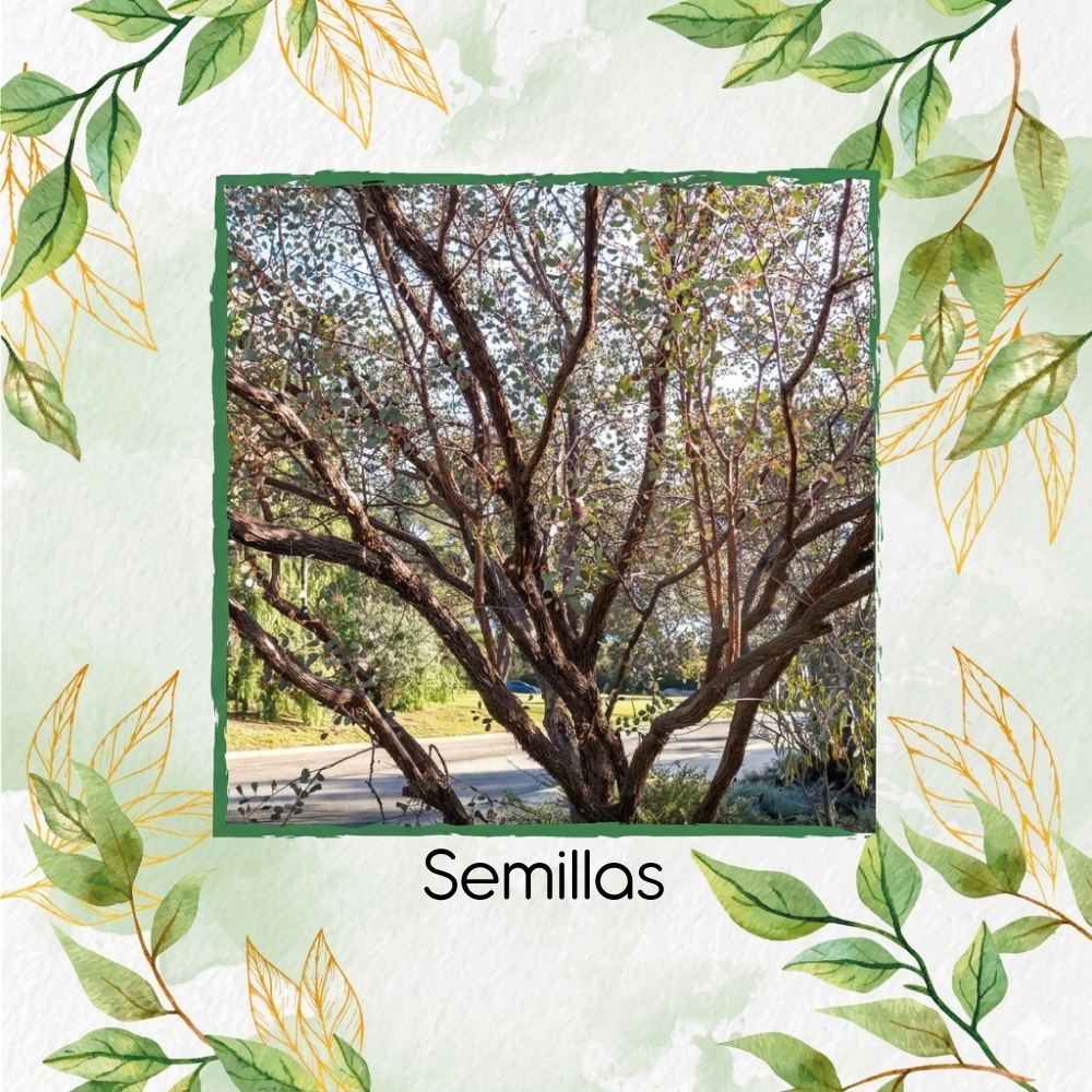 Semillas De Eucalipto Webster’s Malle