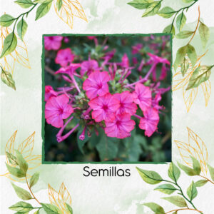 Semillas Orgánicas De Flor Maravilla Del Perú Rosa Vibrante