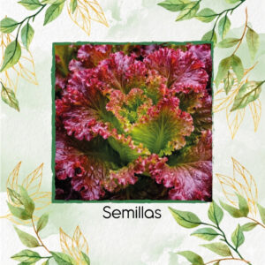 Semillas Orgánicas De Lechuga Ruby Roja