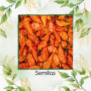 Semillas Orgánicas De Ají Habanero Dulce