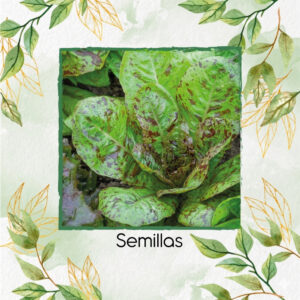 Semillas Orgánicas De Lechuga Pecas Morada
