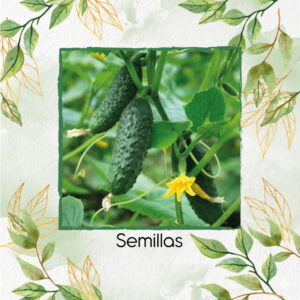 Semillas Orgánicas De Pepino Encurtidos Homemade Pickles