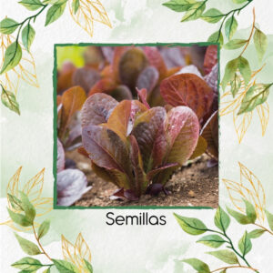 Semillas Orgánicas De Lechuga Romana Roja