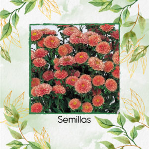 Semillas De Flor Aster Matsumoto Albaricoque F1
