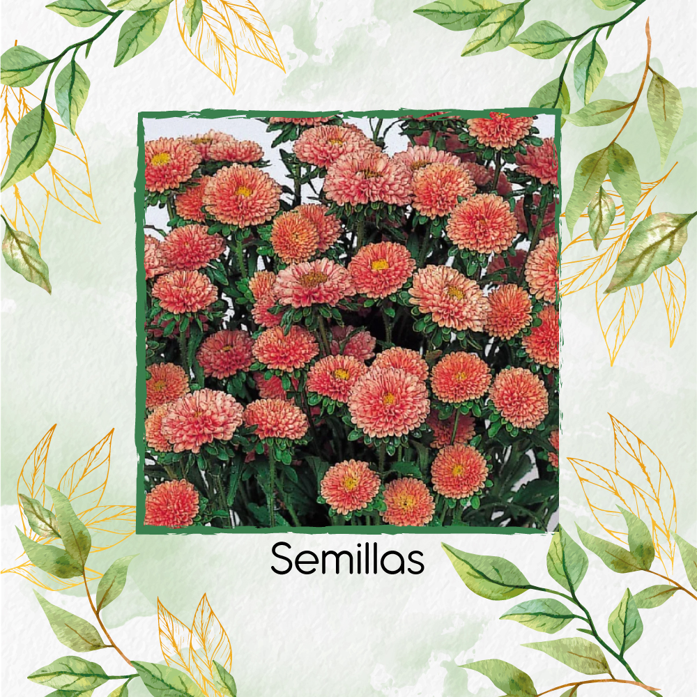 Semillas De Flor Aster Matsumoto Albaricoque F1