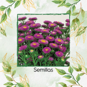 Semillas De Flor Aster Matsumoto Azul Claro F1