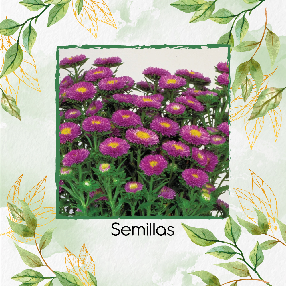 Semillas De Flor Aster Matsumoto Azul Claro F1
