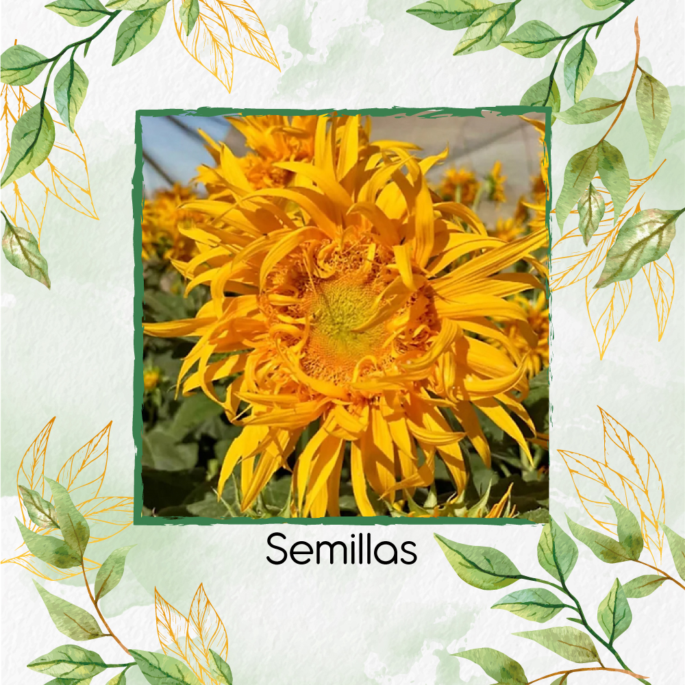 Semillas De Girasol Just Crazy Híbrido F1