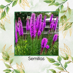 Semillas Orgánicas De Flor Gayfeather