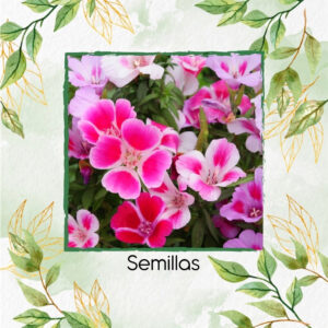 Semillas Orgánicas De Flor Godetia