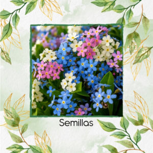 Semillas Orgánicas De Flor No Me Olvides Mix