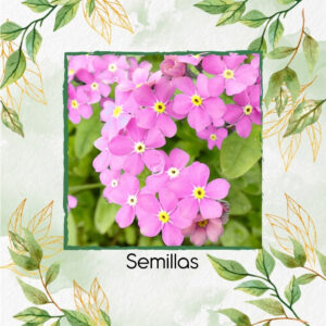 Semillas Orgánicas De Flor No Me Olvides Rosa