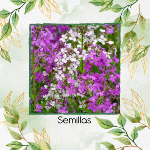Semillas Orgánicas De Flor Rocket Dames