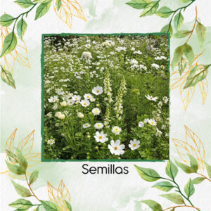 Semillas Orgánicas De Flores Blancas