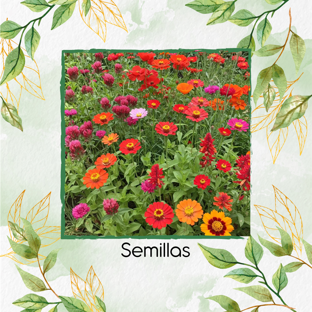 Semillas Orgánicas De Flores Escarlatas