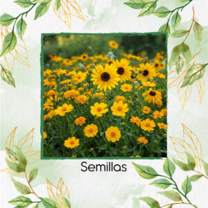 Semillas Orgánicas De Flores Amarillas