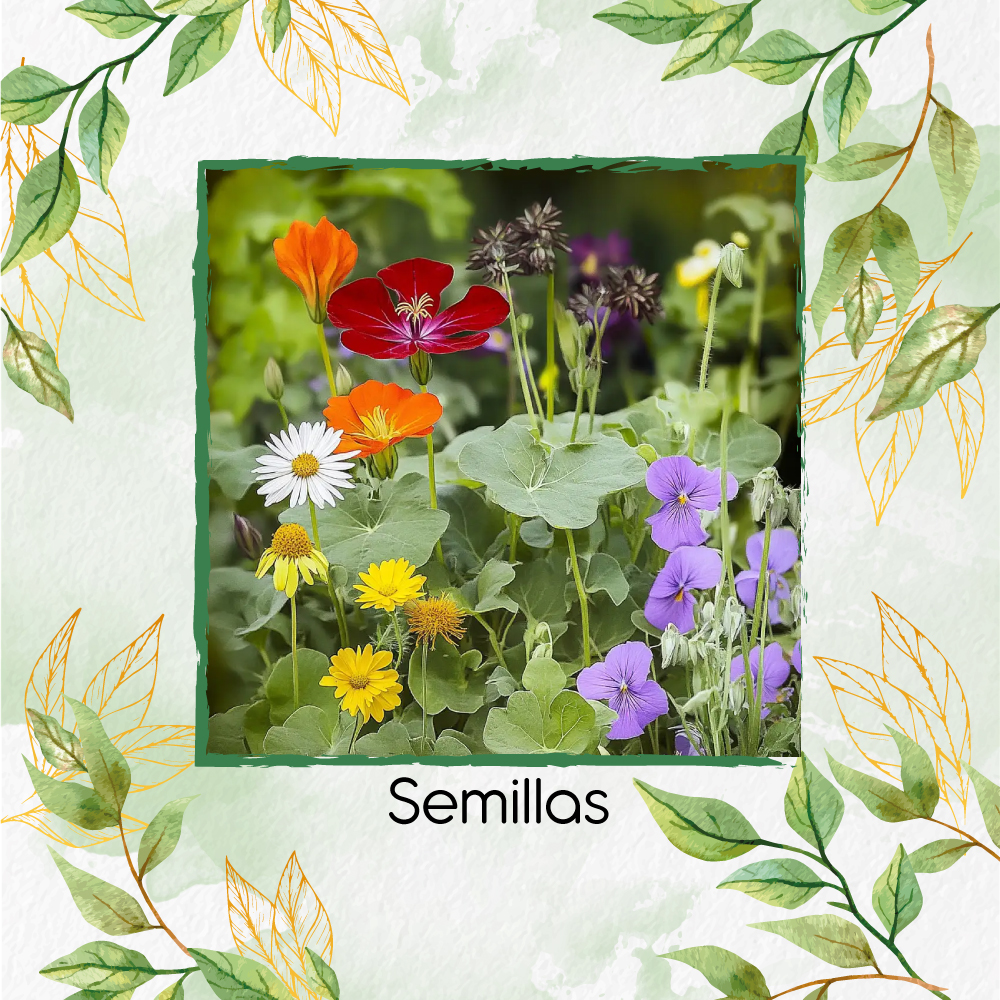 Semillas De Flores Comestibles