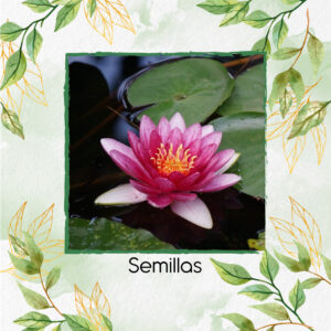 Semillas De Flor De Loto Sagrado