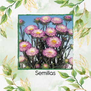 Semillas De Flor Aster Matsumoto Tipped White F1
