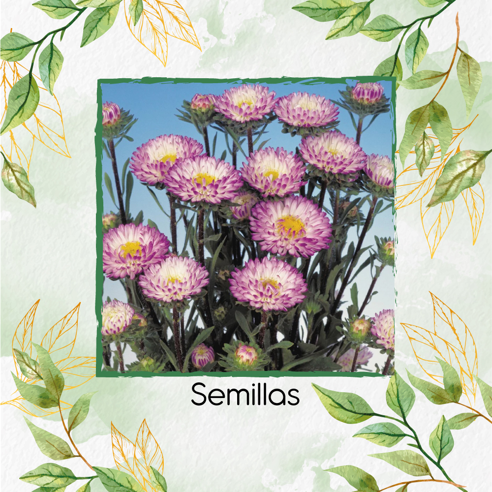 Semillas De Flor Aster Matsumoto Tipped White F1