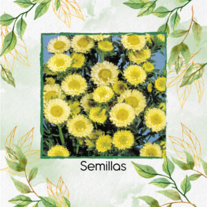 Semillas De Flor Aster Matsumoto Yellow F1