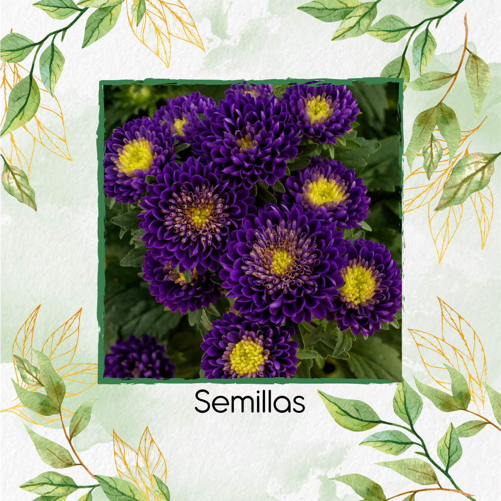 Semillas De Flor Aster Matsumoto Blue F1