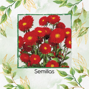 Semillas De Flor Aster Matsumoto Red F1