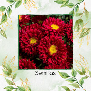 Semillas De Flor Aster Matsumoto Scarlet F1