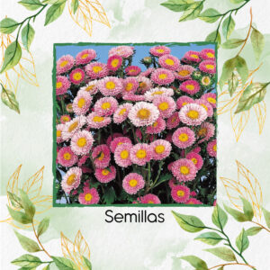 Semillas De Flor Aster Matsumoto Pink F1