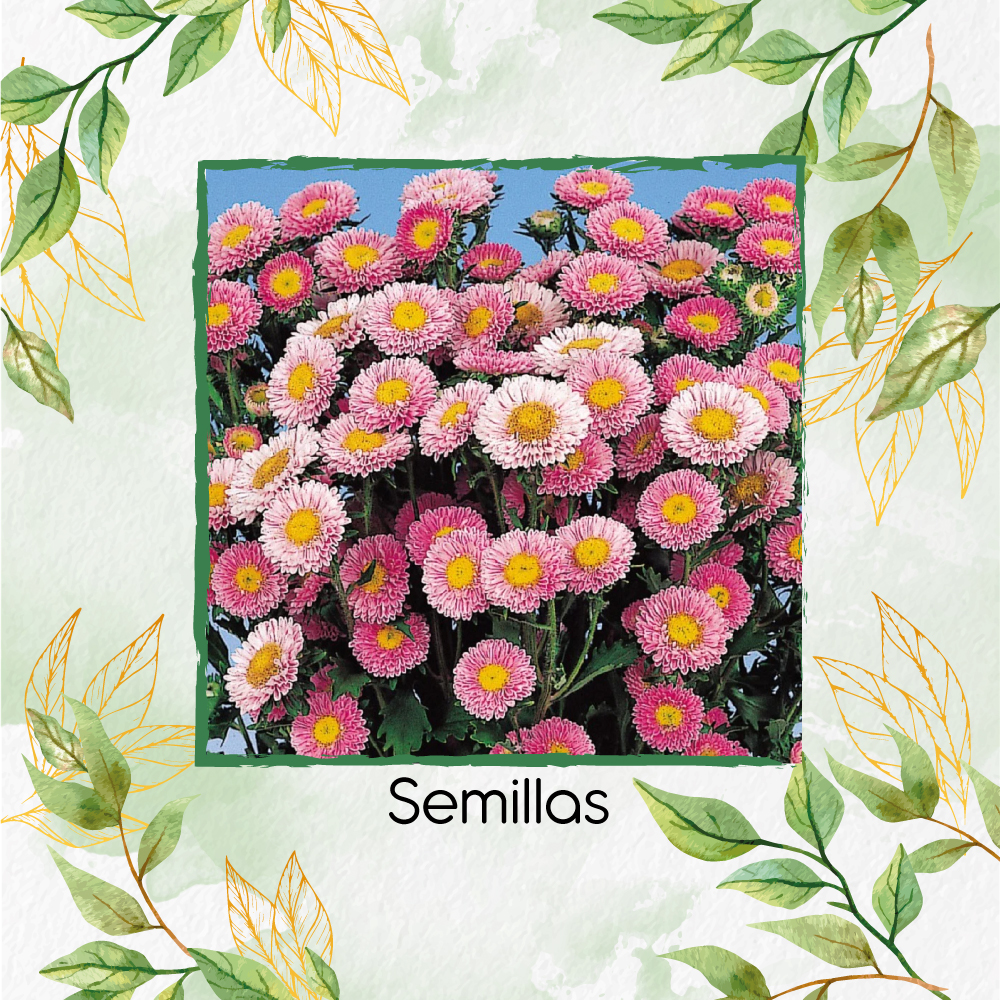 Semillas De Flor Aster Matsumoto Pink F1