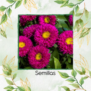 Semillas De Flor Aster Matsumoto Rose F1