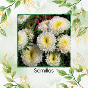 Semillas De Flor Aster Matsumoto White F1