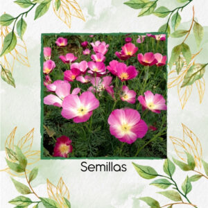 Semillas Orgánicas De Flor Amapola De California Purple Gleam