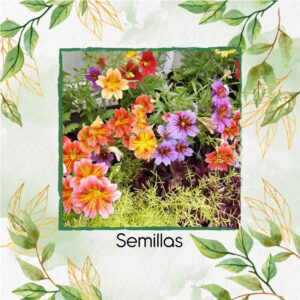 Semillas Orgánicas De Flor Lengua Pintada Superbissima