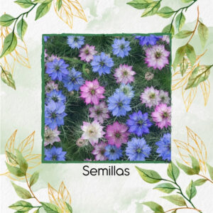 Semillas Orgánicas De Flor Love In A Mist