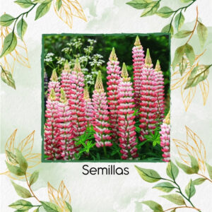 Semillas Orgánicas De Flor Lupino Rusell Rosa