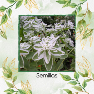 Semillas Orgánicas De Flor Nieve En La Montaña