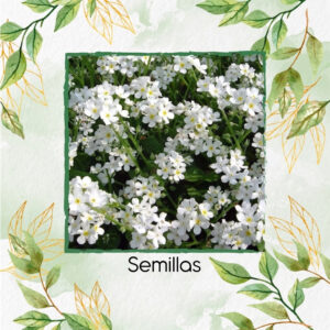 Semillas Orgánicas De Flor No Me Olvides Blanca