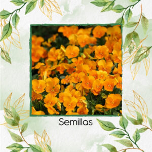 Semillas Orgánicas De Flor Pensamiento Naranja