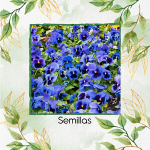Semillas Orgánicas De Flor Pensamiento Viola Cornuta Azul