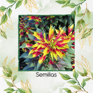 Semillas Orgánicas De Flor Poinsettia Tricolor