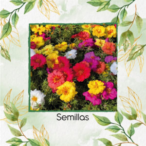 Semillas Orgánicas De Flor Rosa Musgosa