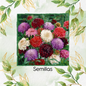 Semillas Orgánicas De Flor Scabiosa Doble Mezcla