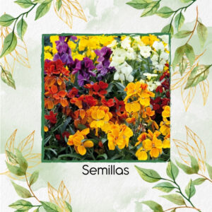 Semillas Orgánicas De Flor Alhelí Fair Lady