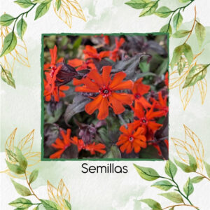 Semillas Orgánicas De Flor Silene Arkwright