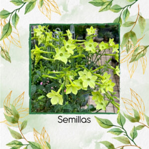 Semillas Orgánicas De Flor Tabaco De Jazmín Verde Lima