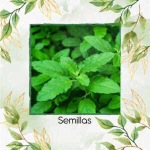 Semillas Orgánicas De Albahaca Clavos De Olor