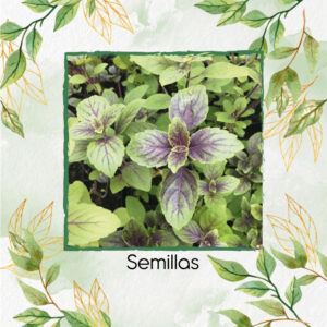 Semillas Orgánicas De Albahaca Córcega