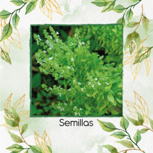 Semillas Orgánicas De Albahaca Enana Griega